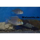 Lethrinops sp. ‘gold’ Harbour Island (Monkey Bay) 5 - 7 cm