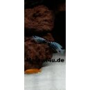 Metriaclima zebra tumbi west 3 - 4 cm