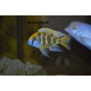 Nimbochromis venustus 14 - 18  cm WFNZ 1 / 2