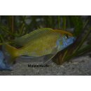 Nimbochromis venustus 14 - 18  cm WFNZ 1 / 2