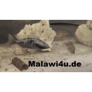 Stigmatochromis Tolae 7 - 10 cm