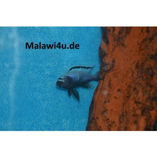 Metriaclima Msobo Heteropictus 3 - 4 cm