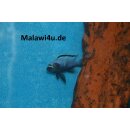 Metriaclima Msobo Heteropictus 3 - 4 cm