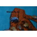 Metriaclima Msobo Heteropictus 3 - 4 cm