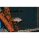 Metriaclima Msobo Heteropictus 3 - 4 cm