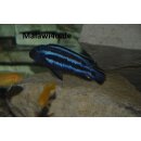 Pseudotropheus johanni chiwi rock 4 - 6 cm