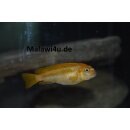 Pseudotropheus johanni chiwi rock 4 - 6 cm