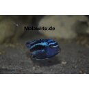 Pseudotropheus johanni chiwi rock 4 - 6 cm