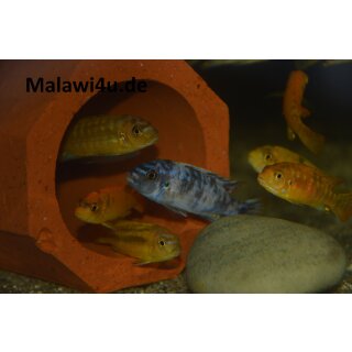 Pseudotropheus blue moon ( Hybrid ) 4 - 5 cm