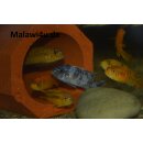 Pseudotropheus blue moon ( Hybrid ) 4 - 5 cm