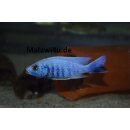 Sciaenochromis fryeri ice 6 - 8 cm
