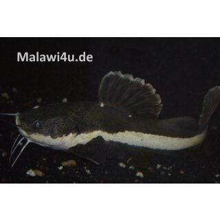 Rotflossen-Antennenwels Phractocephalus hemioliopterus ca. 35 cm