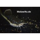 Rotflossen-Antennenwels Phractocephalus hemioliopterus ca. 35 cm