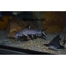 Synodontis granulosus WF 10 - 12 cm
