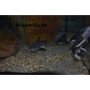 Synodontis granulosus WF 10 - 12 cm