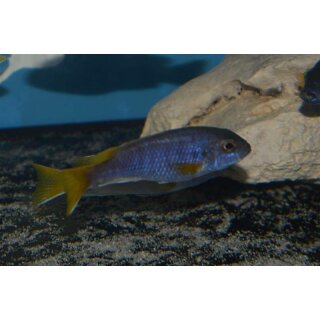 Pseudotropheus acei  luwala 3 - 4  cm