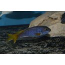 Pseudotropheus acei  luwala 3 - 4  cm
