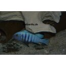 Pseudotropheus sp.kingsizei  4 - 5 cm