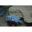 Pseudotropheus sp.kingsizei  4 - 5 cm