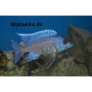 Aulonocara spec. türkis 5 - 6 cm