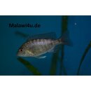 Aulonocara spec. türkis 5 - 6 cm
