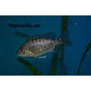 Aulonocara spec. türkis 6 - 8 cm