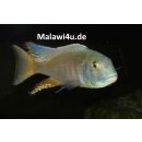 Buccochromis lepturus WFNZ 5 - 6 cm