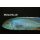 Buccochromis lepturus WFNZ 5 - 6 cm