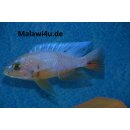 Sciaenochromis Snowblood pinkflush  OB 4 - 6 cm