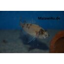 Sciaenochromis Snowblood pinkflush  OB 4 - 6 cm
