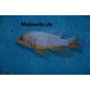 Sciaenochromis Snowblood pinkflush  OB 4 - 6 cm