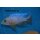 Sciaenochromis Snowblood pinkflush  OB 4 - 6 cm