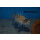Sciaenochromis Snowblood pinkflush  OB 4 - 6 cm