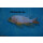Sciaenochromis Snowblood pinkflush  OB 4 - 6 cm