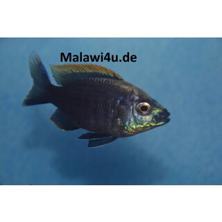 Copadichromis virginales fire crest 6 - 8 cm
