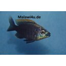 Copadichromis virginales fire crest 6 - 8 cm
