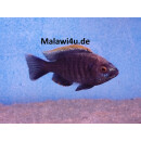 Copadichromis virginales fire crest 6 - 8 cm