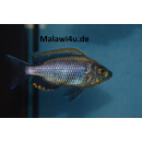 Copadichromis virginales fire crest 6 - 8 cm