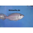 Copadichromis virginales fire crest 6 - 8 cm