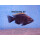 Copadichromis virginales fire crest 6 - 8 cm