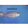 Copadichromis virginales fire crest 6 - 8 cm