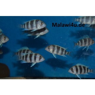 Cyphotilapia gibberosa „Ikola“  4 - 5 cm