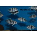 Cyphotilapia gibberosa „Ikola“  4 - 5 cm
