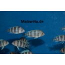 Cyphotilapia gibberosa „Ikola“  4 - 5 cm