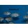 Cyphotilapia gibberosa „Ikola“  4 - 5 cm
