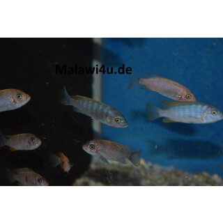 Metriaclima pyrsonotos  O + OB 4 - 5 cm