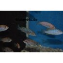 Metriaclima pyrsonotos  O + OB 4 - 5 cm