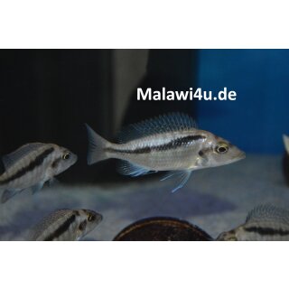 Mylochromis mchuse 7 - 8 cm