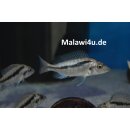 Mylochromis mchuse 7 - 8 cm