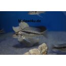 Mylochromis mchuse 7 - 8 cm